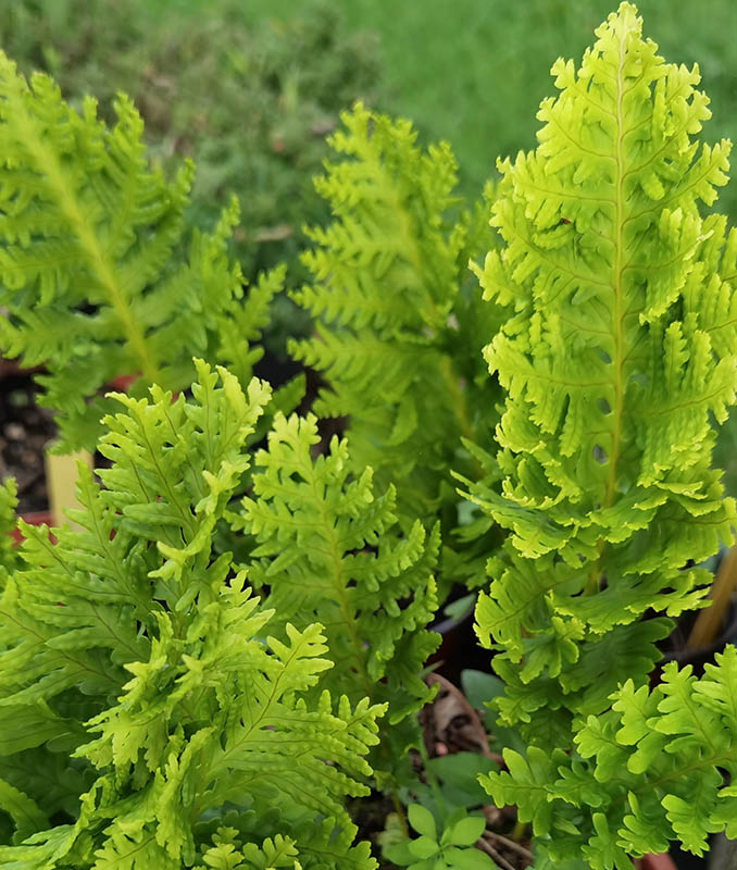 Polypodium cambricum 'Pulcherrimum Addison'